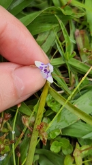 Lindernia microcalyx