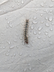 Chrysaeglia magnifica