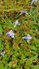 Lindernia microcalyx