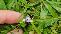 Lindernia microcalyx