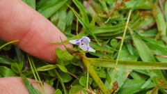 Lindernia microcalyx