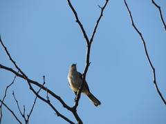 Mimus saturninus
