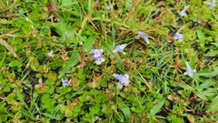 Lindernia microcalyx