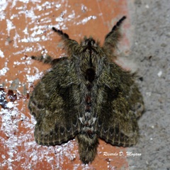 Euglyphis submarginalis