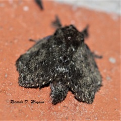 Euglyphis melancholica