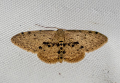 Idaea semilinea