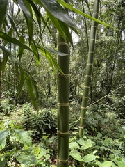 Guadua angustifolia