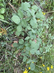 Rhynchosia tomentosa