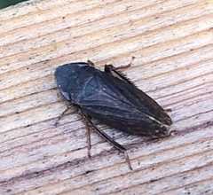 Aphrodini