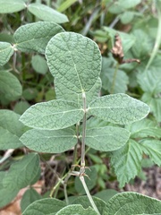 Rhynchosia tomentosa