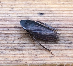 Aphrodini