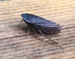 Aphrodini