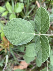 Rhynchosia tomentosa