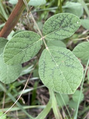 Rhynchosia tomentosa