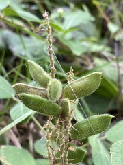 Rhynchosia tomentosa