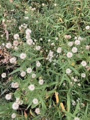 Eucephalus engelmannii