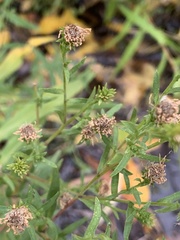 Eucephalus engelmannii