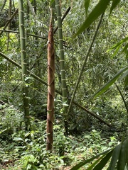 Guadua angustifolia