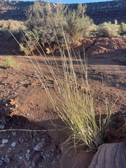 Sporobolus contractus