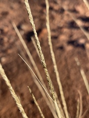 Sporobolus contractus