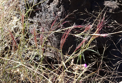 Muhlenbergia porteri