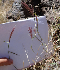 Muhlenbergia porteri