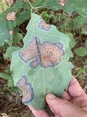 Cristulariella