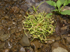 Cyperus hortensis