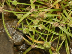Cyperus hortensis
