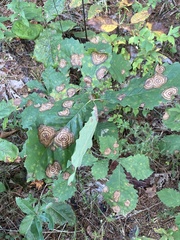 Cristulariella