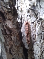 Helicorthomorpha