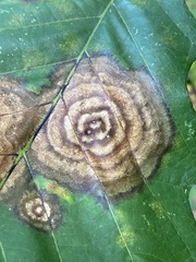 Cristulariella