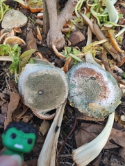Penicillium