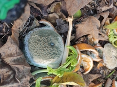 Penicillium