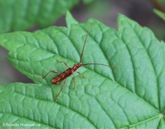 Chenoderus testaceus