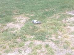 Columba livia domestica