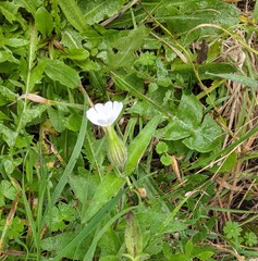 Silene latifolia