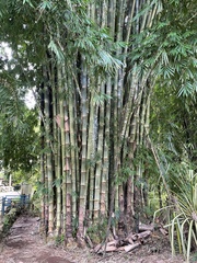 Dendrocalamus giganteus