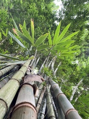 Dendrocalamus giganteus