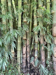 Dendrocalamus giganteus