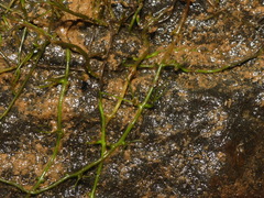 Podostemum ceratophyllum
