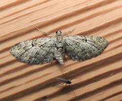 Eupithecia interruptofasciata