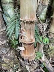 Dendrocalamus giganteus