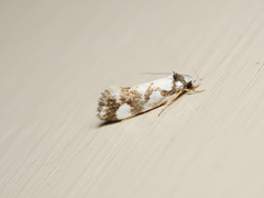Machetis aphrobola