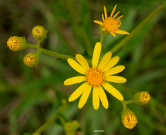 Senecio selloi