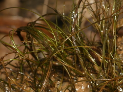 Podostemum ceratophyllum