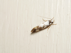 Machetis aphrobola