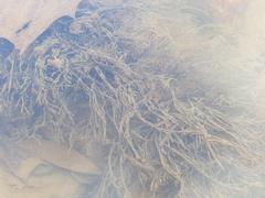 Podostemum ceratophyllum