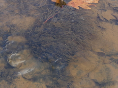Podostemum ceratophyllum