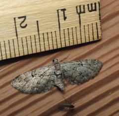 Eupithecia interruptofasciata